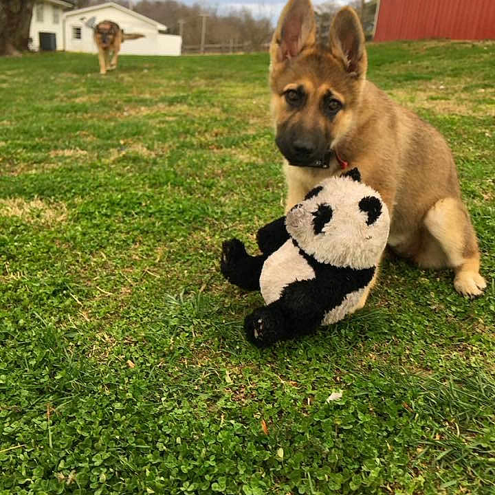 Bella Grace is registered to the contest to win money with this photo: akita, canidae, carnivore, carolina_dog, companion_dog, dog, dog_breed, fawn, german_shepherd_dog, grass, lawn, mammal, norwegian_buhund, pembroke_welsh_corgi, puppy, vertebrate, wolfdog