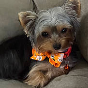 Jill is registered to the contest to win money with this photo: animal, bell, black_fur, brown_fur, close_up, collar, couch, cute, dog, fluffy, gray_fur, indoors, long_hair, orange_bow, pet, portrait, relaxed, sitting, small_dog, yorkshire_terrier