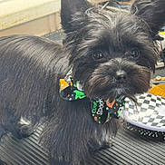 Jack joined the competition — help win amazing prizes! animal, black_dog, bow_tie, brown_eyes, close_up, collar, cushion, dark_fur, dog, fluffy, household_items, indoors, long_hair, nose, patterned_accessory, pet, pointed_ears, portrait, seated, small_dog