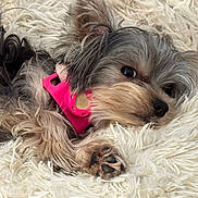 Callie joined the competition — help win amazing prizes! dog, small_dog, pet, collar, pink_collar, fur, fluffy, shaggy_rug, resting, lying_down, cute, cozy, relaxed, animal, canine, indoor, close_up, sleepy, paw, nose