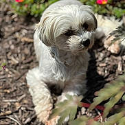 Millie joined the competition — help win amazing prizes! dog, white_dog, outdoor, garden, flowers, mulch, sunlight, pet, fur, canine, nature, leaf, plant, closeup, animal, portrait, relaxed, daylight, paw, cute