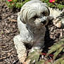 animal, canine, closeup, cute, daylight, dog, flowers, fur, garden, leaf, mulch, nature, outdoor, paw, pet, plant, portrait, relaxed, sunlight, white_dog