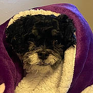 Henry is registered to the contest to win money with this photo: animal, black_dog, blanket, closeup, companion, cozy, cute, dog, fur, home, indoor, pet, portrait, purple_blanket, resting, snug, soft, warm, white_fur, wrapped