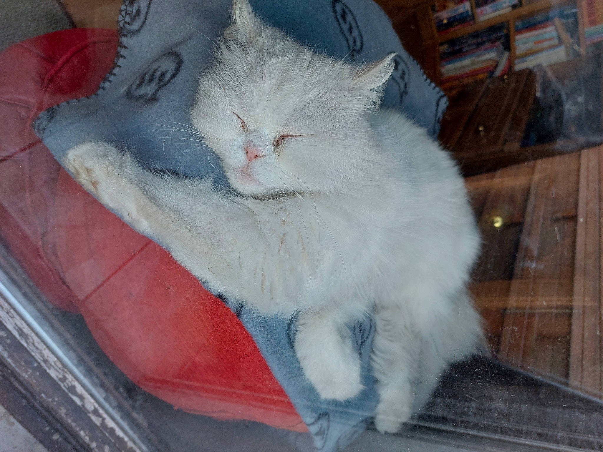 Isha participe au concours pour gagner de l'argent avec cette photo : carnivore, cat, claw, comfort, domestic_short_haired_cat, felidae, fur, paw, shelf, small_to_medium_sized_cats, snout, tail, whiskers, wood