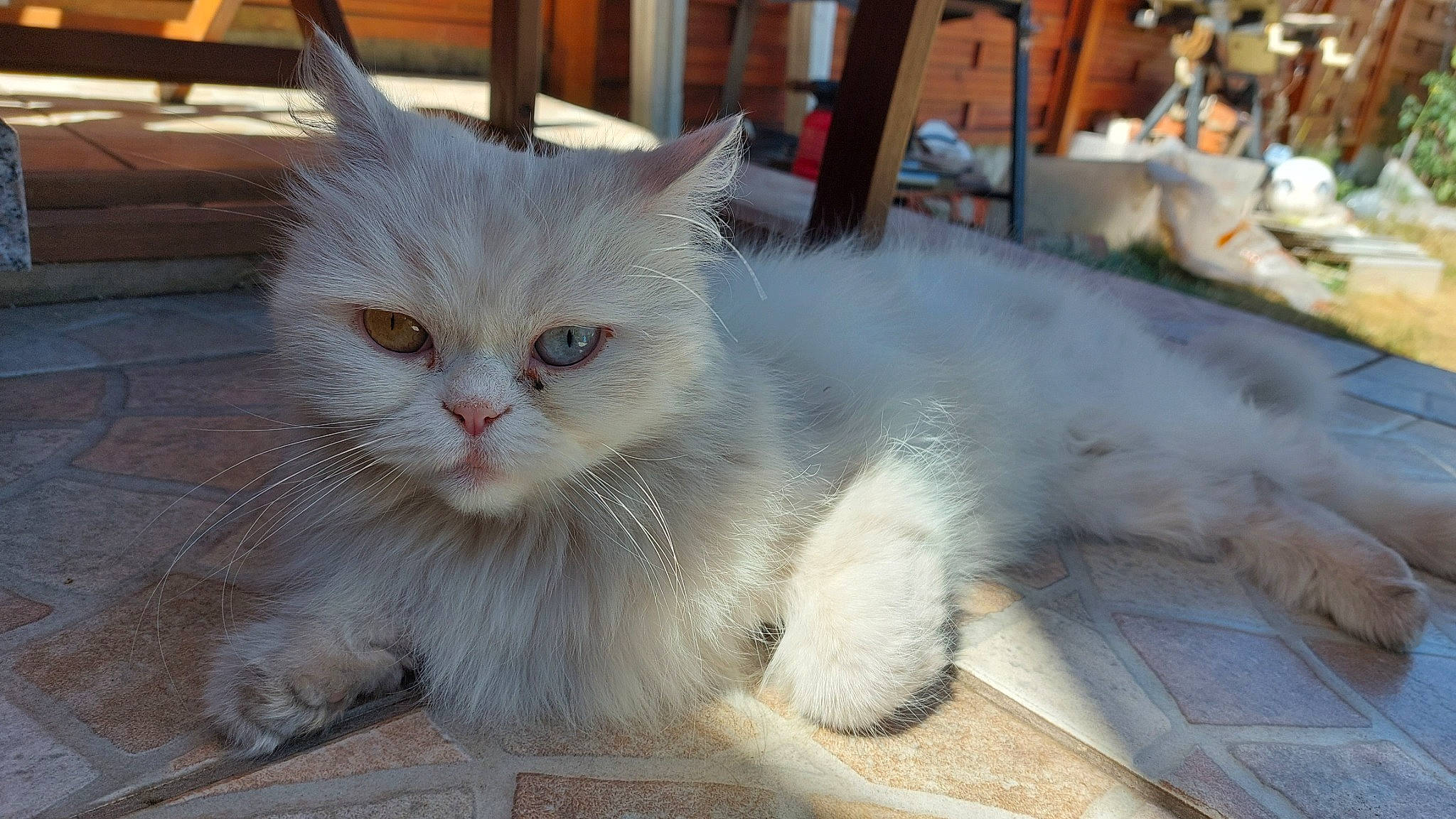 Isha a rejoint le concours — aidez-le/la à gagner de superbes lots ! carnivore, cat, claw, domestic_short_haired_cat, fawn, felidae, fur, paw, sitting, small_to_medium_sized_cats, snout, tail, whiskers, window