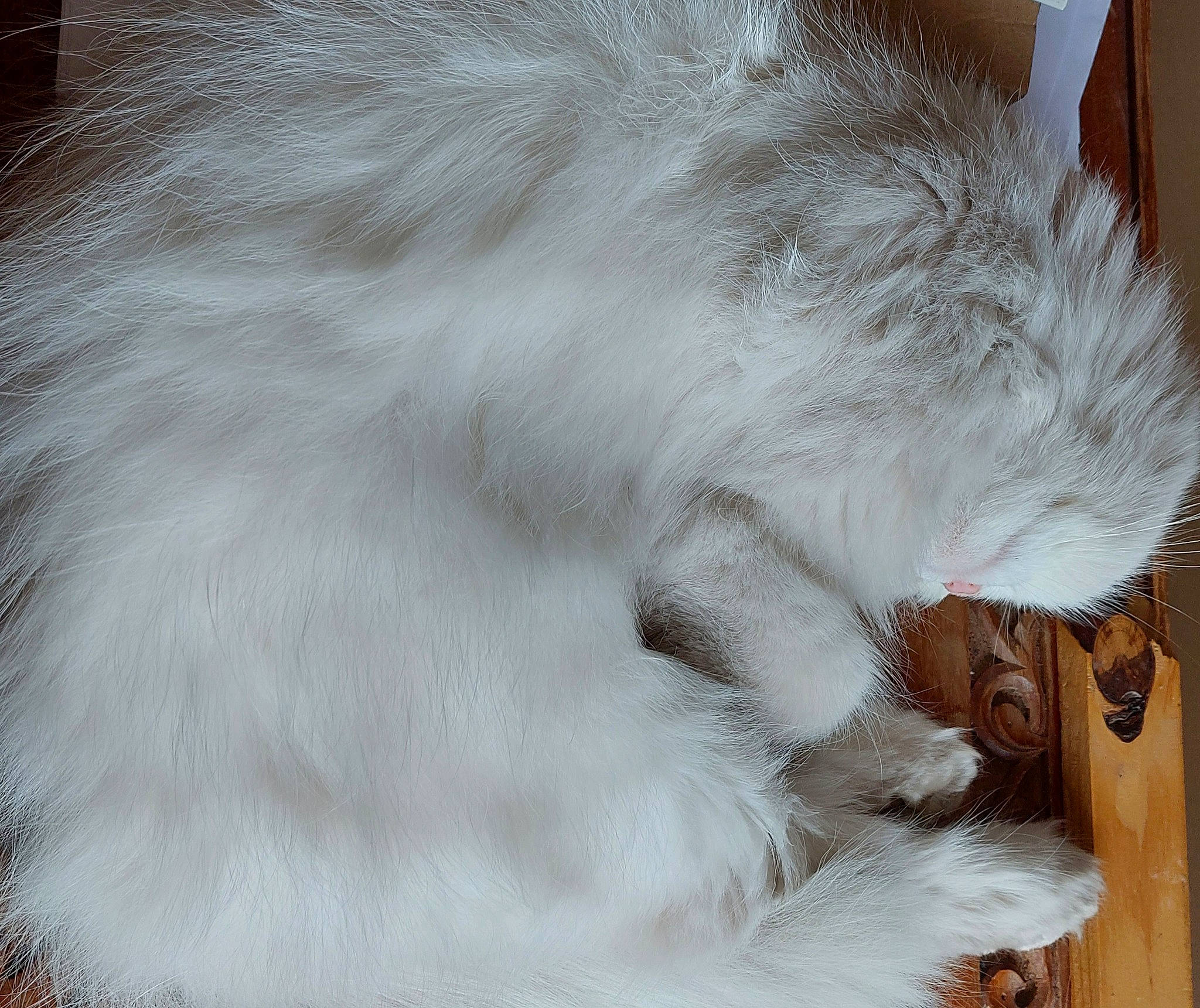 Isha a rejoint le concours — aidez-le/la à gagner de superbes lots ! carnivore, cat, claw, comfort, ear, fawn, felidae, fur, iris, natural_material, nose, paw, small_to_medium_sized_cats, snout, tail, whiskers