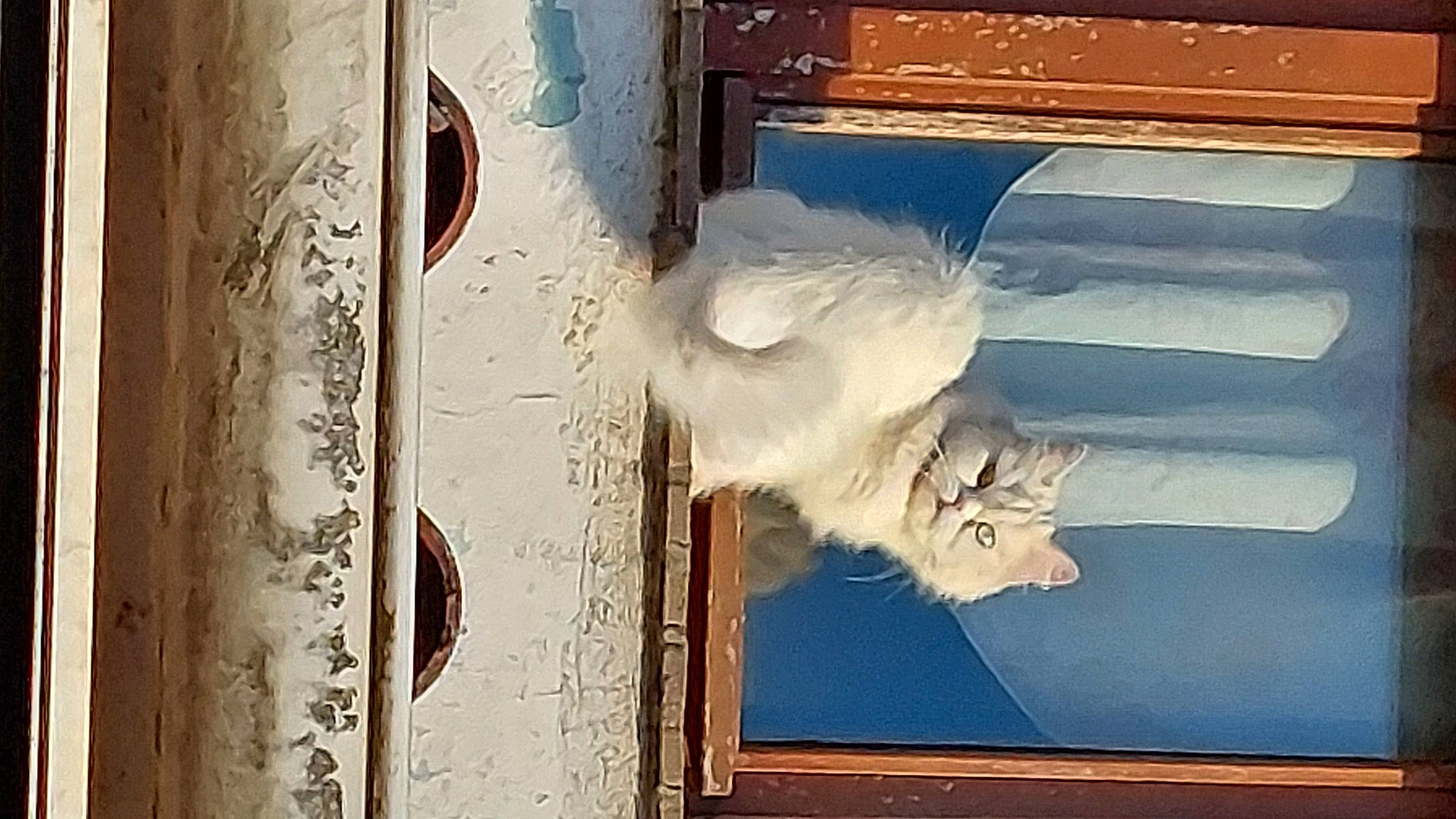 Isha participe au concours pour gagner de l'argent avec cette photo : art, carnivore, cat, door, facade, felidae, fur, glass, house, paint, rectangle, room, small_to_medium_sized_cats, tail, textile, tints_and_shades, visual_arts, whiskers, window, wood