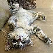 Moustike participe au concours pour gagner de l'argent avec cette photo : animal, cat, couch, curious, cute, domestic, feline, fur, indoor, kitten, mammal, paws, pet, playful, relaxed, soft, tabby, upside_down, whiskers, young