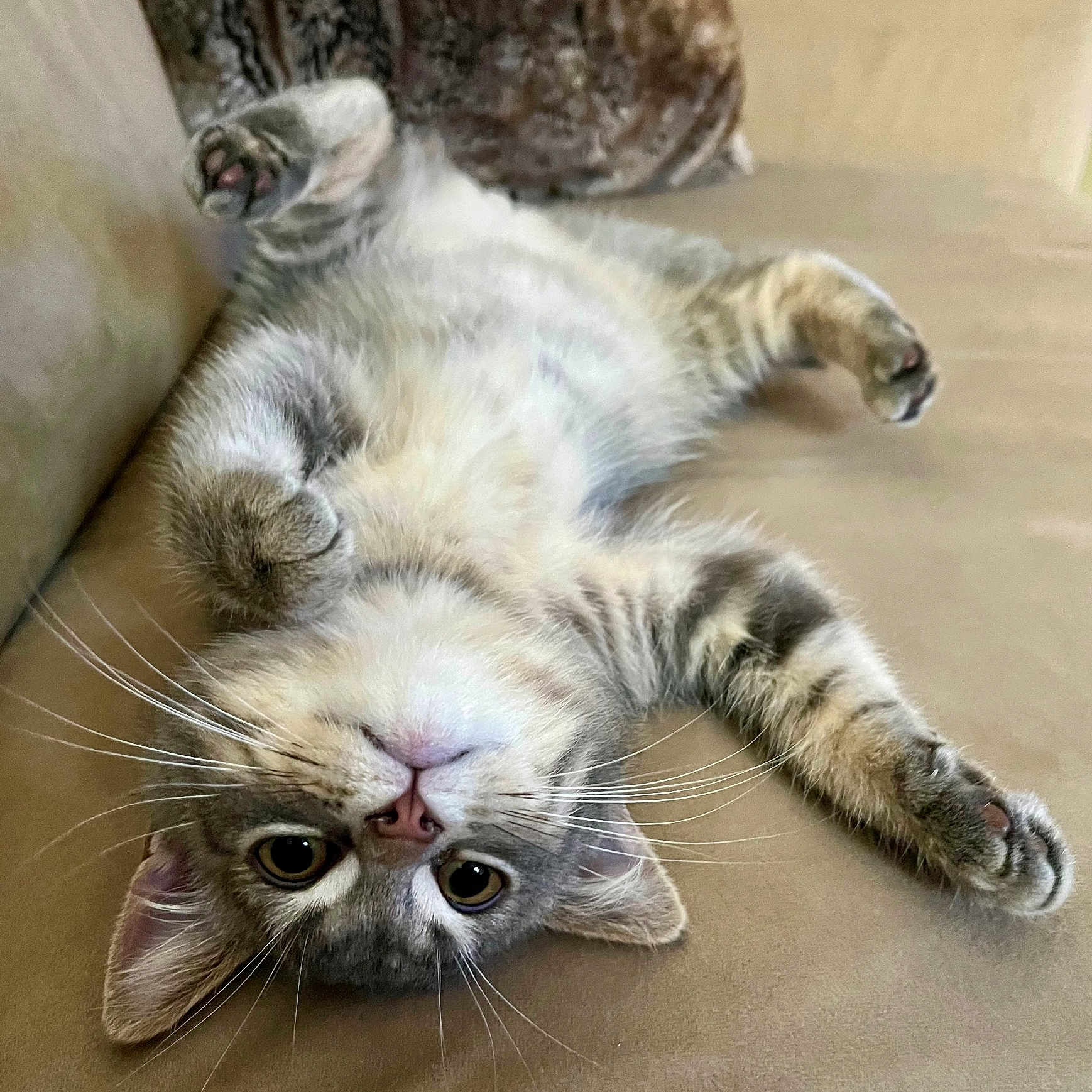 Moustike participe au concours pour gagner de l'argent avec cette photo : animal, cat, couch, curious, cute, domestic, feline, fur, indoor, kitten, mammal, paws, pet, playful, relaxed, soft, tabby, upside_down, whiskers, young