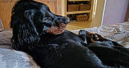 Uthaa a rejoint le concours — aidez-le/la à gagner de superbes lots ! animal, bathroom, bed, black_dog, canine, cozy, dog, domestic, fur, house, indoor, long_hair, looking_away, pet, portrait, relaxed, resting, side_view, wicker_basket, wooden_door