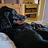 animal, bathroom, bed, black_dog, canine, cozy, dog, domestic, fur, house, indoor, long_hair, looking_away, pet, portrait, relaxed, resting, side_view, wicker_basket, wooden_door