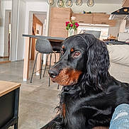 Uthaa a rejoint le concours — aidez-le/la à gagner de superbes lots ! black_dog, canine, chair, couch, dog, domestic_animal, flooring, flowers, fur, furniture, home, indoor, lighting, living_room, modern, pet, portrait, relaxing, table, window