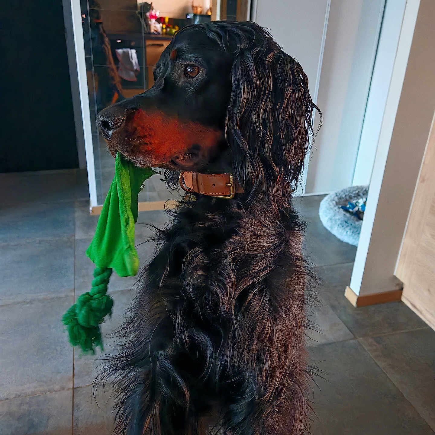 Uthaa a rejoint le concours — aidez-le/la à gagner de superbes lots ! dog, indoor, toy, green_rope, black_fur, long_fur, pet, collar, floor, tile, home, kitchen, bed, animal, mammal, domestic, playful, looking_away, side_view, fur