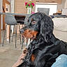 Uthaa participe au concours pour gagner de l'argent avec cette photo : bar_stools, black_dog, blue_jeans, couch, dog, floor, flower_vase, furniture, indoors, kitchen, lamp, lighting, living_room, modern_interior, person, pet, pink_flowers, relaxing, ripped_jeans, wooden_cabinet