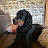 Uthaa participe au concours pour gagner de l'argent avec cette photo : animal, black_dog, canine, comfort, couch, dog, domestic_animal, fluffy_cushion, fur, home, indoor, living_room, long_ears, pet, pillow, portrait, relaxed, resting, seated, stone_wall