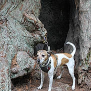 Modi joined the competition — help win amazing prizes! dog, leash, tree_trunk, forest, nature, bark, outdoor, animal, canine, woodland, earth, tree_hollow, curious, standing, pet, brown_and_white, collar, ground, moss, adventure