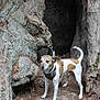 dog, leash, tree_trunk, forest, nature, bark, outdoor, animal, canine, woodland, earth, tree_hollow, curious, standing, pet, brown_and_white, collar, ground, moss, adventure