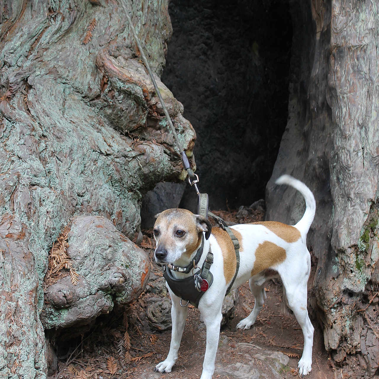 Modi joined the competition — help win amazing prizes! adventure, animal, bark, brown_and_white, canine, collar, curious, dog, earth, forest, ground, leash, moss, nature, outdoor, pet, standing, tree_hollow, tree_trunk, woodland