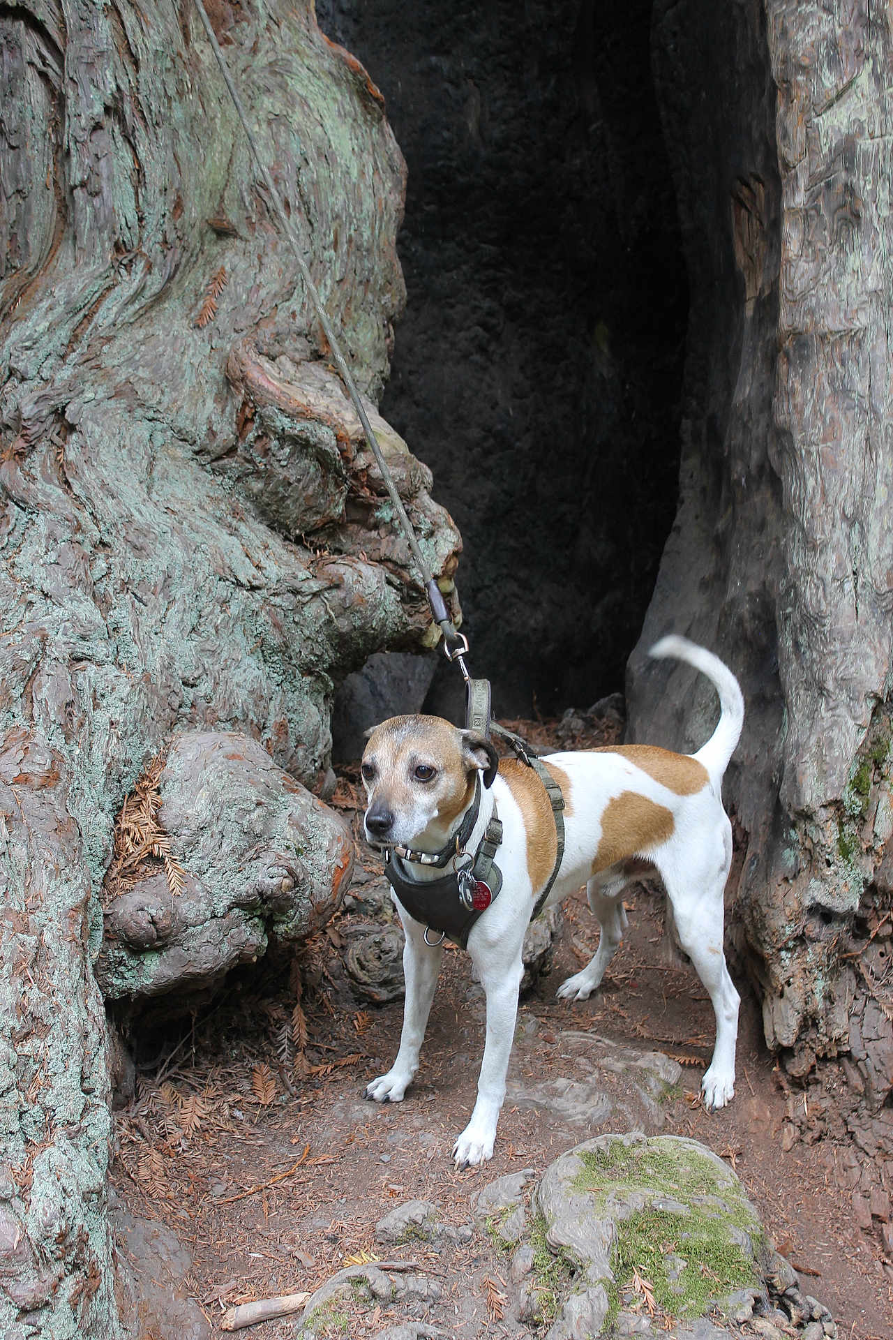Modi joined the competition — help win amazing prizes! dog, leash, tree_trunk, forest, nature, bark, outdoor, animal, canine, woodland, earth, tree_hollow, curious, standing, pet, brown_and_white, collar, ground, moss, adventure