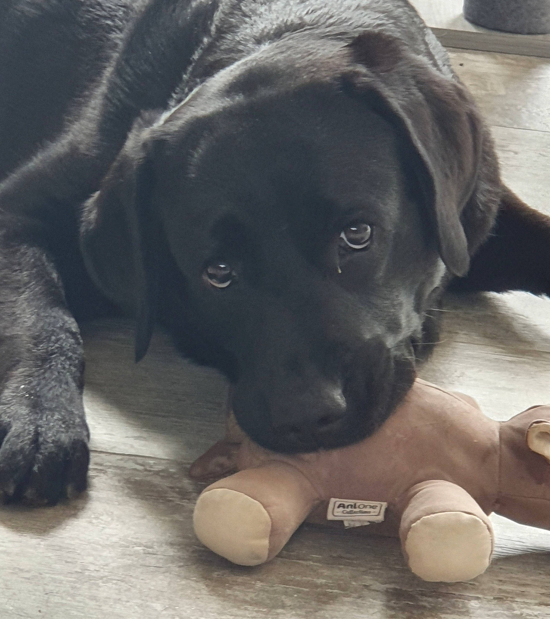 Ness a rejoint le concours — aidez-le/la à gagner de superbes lots ! ball, beagador, borador, canidae, carnivore, dog, dog_breed, dog_toy, fawn, labrador_retriever, nose, pointing_breed, puppy, retriever, snout, sporting_group