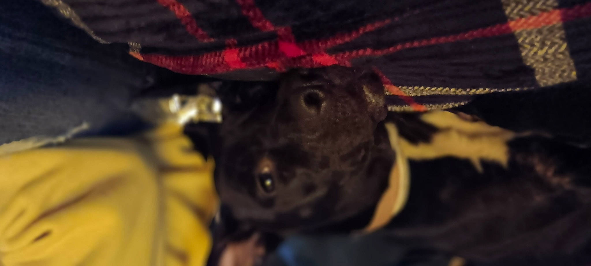 Shadow is registered to the contest to win money with this photo: bat, canidae, carmine, darkness, dog_breed, fawn, felidae, fur, insect, livestock, macro_photography, magenta, night, pest, snout, sporting_group, terrestrial_animal, whiskers, wildlife, working_animal