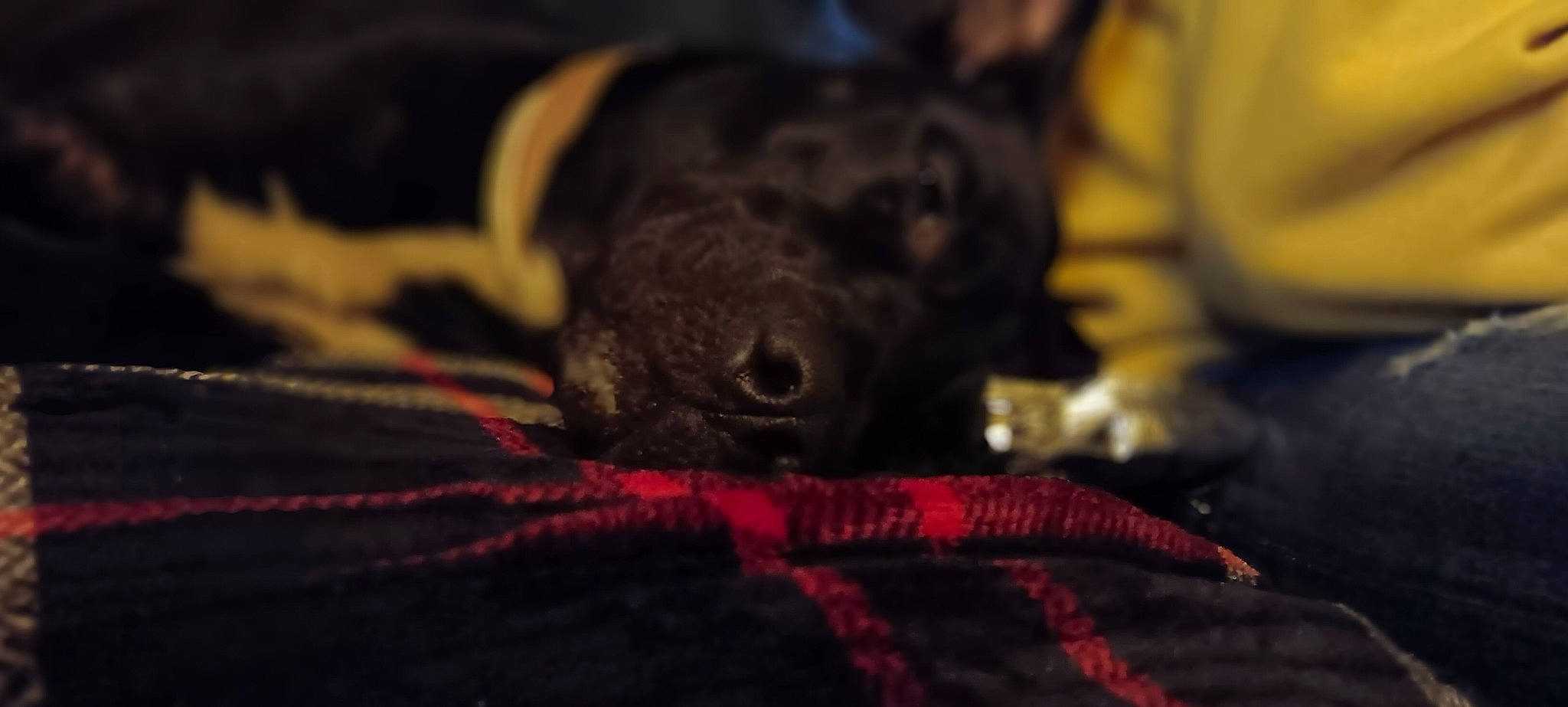 Shadow is registered to the contest to win money with this photo: canidae, carmine, carnivore, claw, comfort, companion_dog, darkness, dog, dog_breed, fawn, felidae, fur, guard_dog, magenta, non_sporting_group, snout, sporting_group, terrestrial_animal, whiskers, working_animal