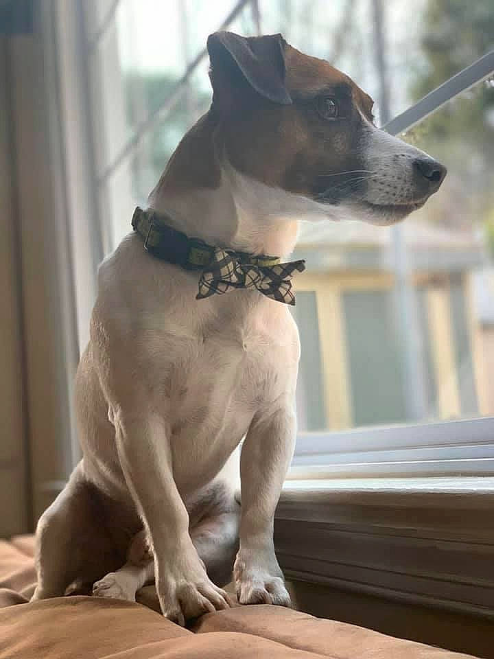 Gunther joined the competition — help win amazing prizes! canidae, carnivore, collar, companion_dog, dog, dog_breed, dog_collar, dog_supply, fashion_accessory, fawn, formal_wear, guard_dog, leash, non_sporting_group, pet_supply, snout, sporting_group, whiskers, window, working_animal