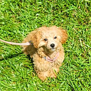 Pippa is registered to the contest to win money with this photo: puppy, dog, pet, grass, outdoor, leash, collar, fluffy, golden, brown, small_dog, sitting, looking_at_camera, animal, canine, lawn, portrait, cute, sunlight, backyard