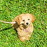 puppy, dog, pet, grass, outdoor, leash, collar, fluffy, golden, brown, small_dog, sitting, looking_at_camera, animal, canine, lawn, portrait, cute, sunlight, backyard