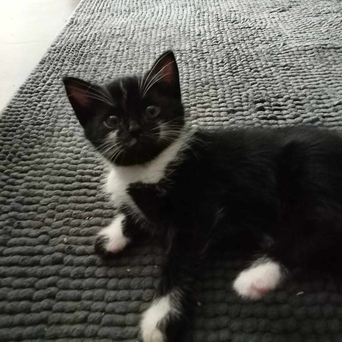 Nuage participe au concours pour gagner de l'argent avec cette photo : abyssinian, animal, blackcat, blanket, cat, cushion, face, green, head, homedecor, indoors, kitten, manx, person, pet, photography, portrait, quilt, rug, siamese