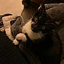 Nuage participe au concours pour gagner de l'argent avec cette photo : abyssinian, animal, blackcat, blanket, cat, chair, couch, furniture, kitten, manx, pet, siamese, towel, wood