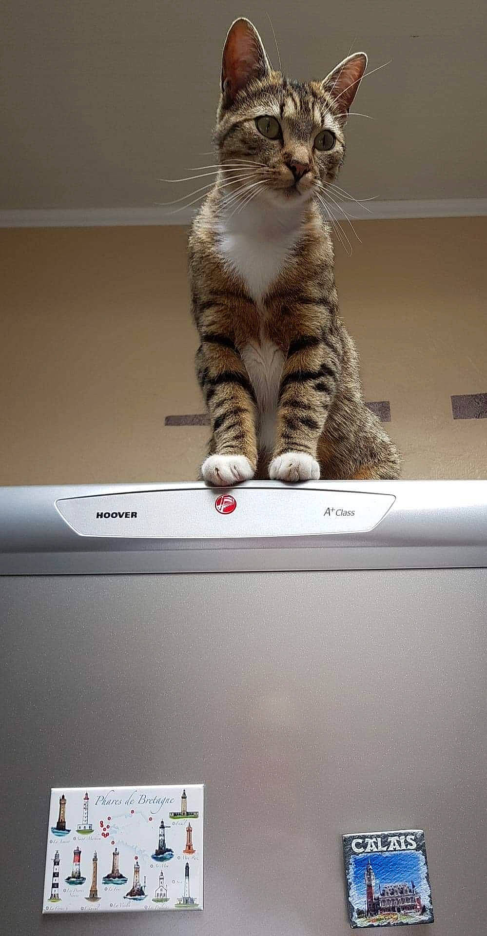 Enki a rejoint le concours — aidez-le/la à gagner de superbes lots ! american_shorthair, asian, california_spangled, carnivore, cat, domestic_short_haired_cat, dragon_li, european_shorthair, felidae, kitten, ocicat, paw, pixie_bob, polydactyl_cat, small_to_medium_sized_cats, tabby_cat, whiskers