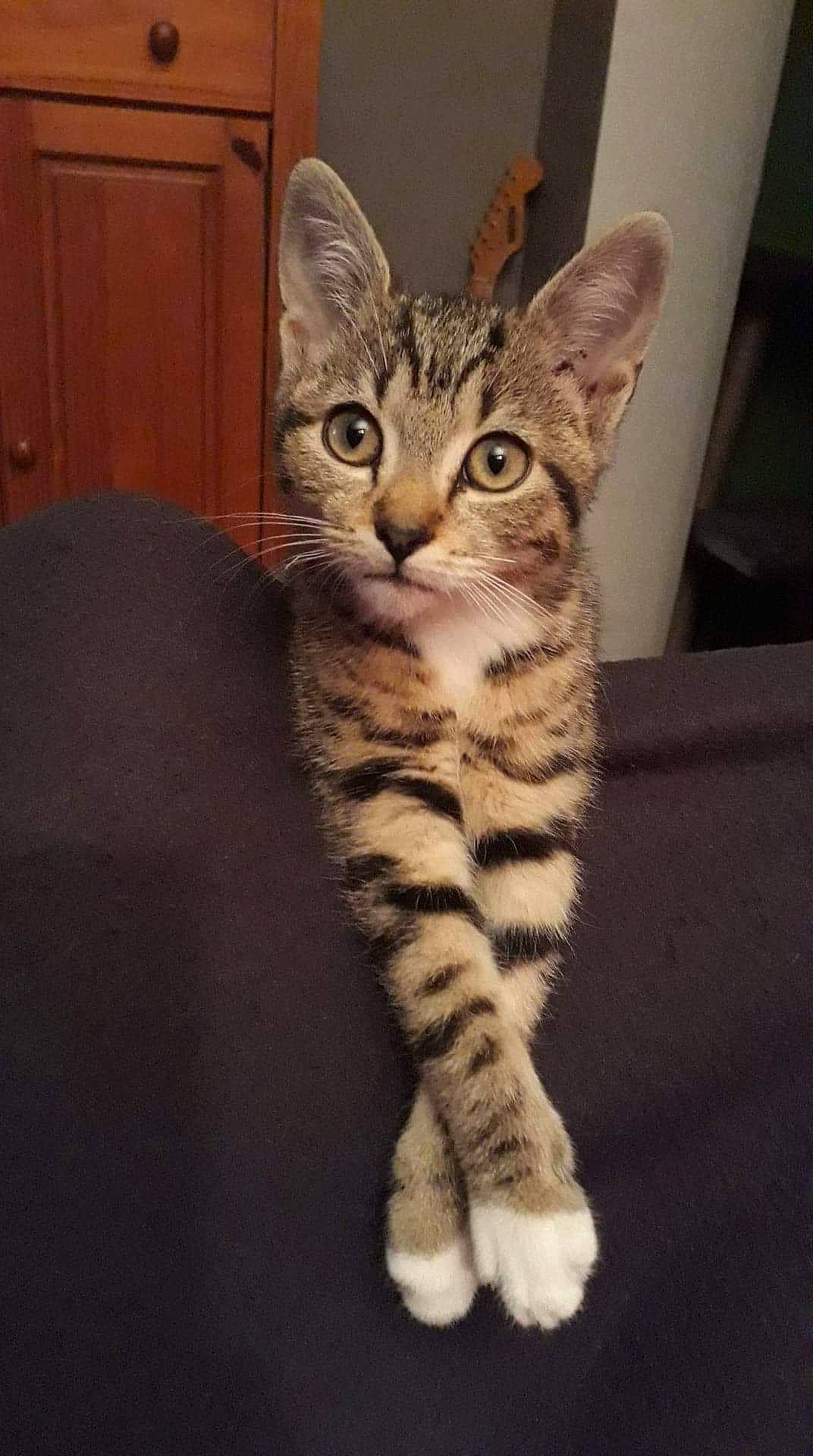 Enki a rejoint le concours — aidez-le/la à gagner de superbes lots ! american_shorthair, american_wirehair, arabian_mau, asian, california_spangled, carnivore, cat, domestic_short_haired_cat, dragon_li, egyptian_mau, european_shorthair, felidae, kitten, mammal, small_to_medium_sized_cats, sokoke, tabby_cat, toyger, vertebrate, whiskers