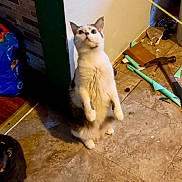 Little Bit is registered to the contest to win money with this photo: cat, black_cat, white_cat, standing, floor, hammer, pet_food, bag, tile_floor, curious, indoor, household, clutter, looking_up, pets, animal, feline, domestic, two_cats, corner