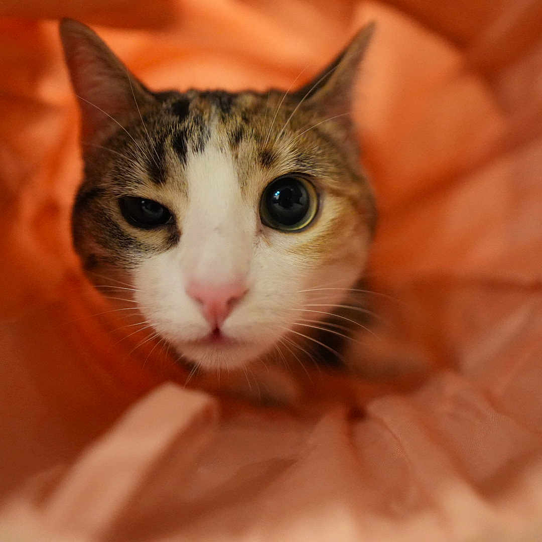 Izzy joined the competition — help win amazing prizes! abyssinian, animal, blanket, cat, hardwood, kitten, manx, pet, siamese, wood