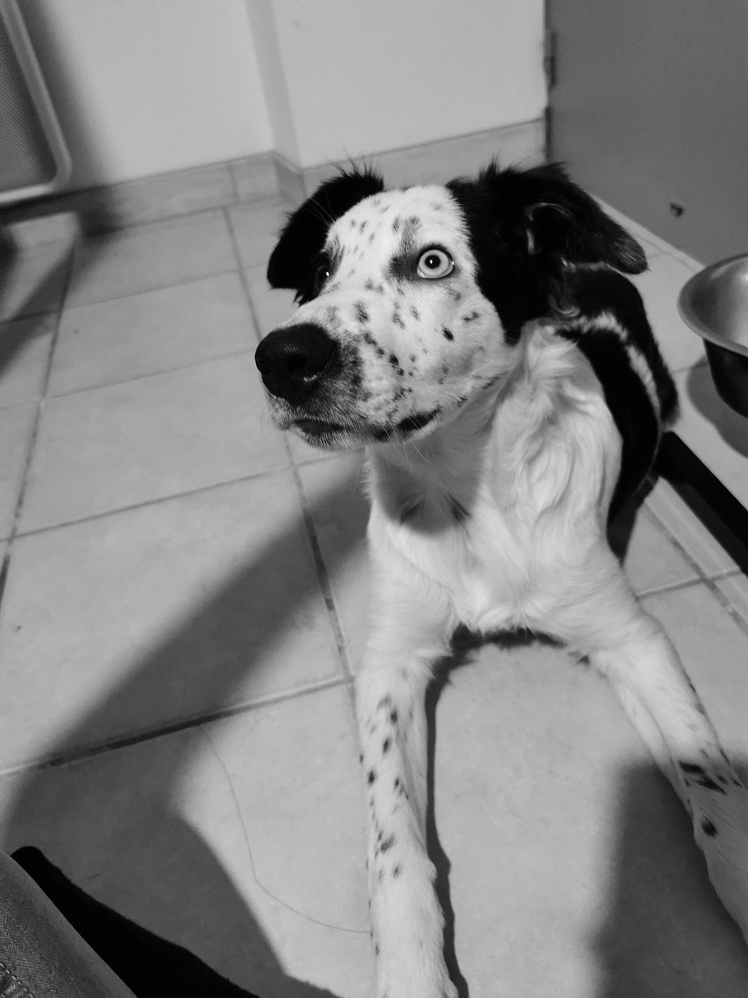 Pookie participe au concours pour gagner de l'argent avec cette photo : black_and_white, canidae, carnivore, dalmatian, dog, dog_breed, ear, great_dane, guard_dog, mammal, non_sporting_group, pointer, snout, sporting_group, white, working_dog