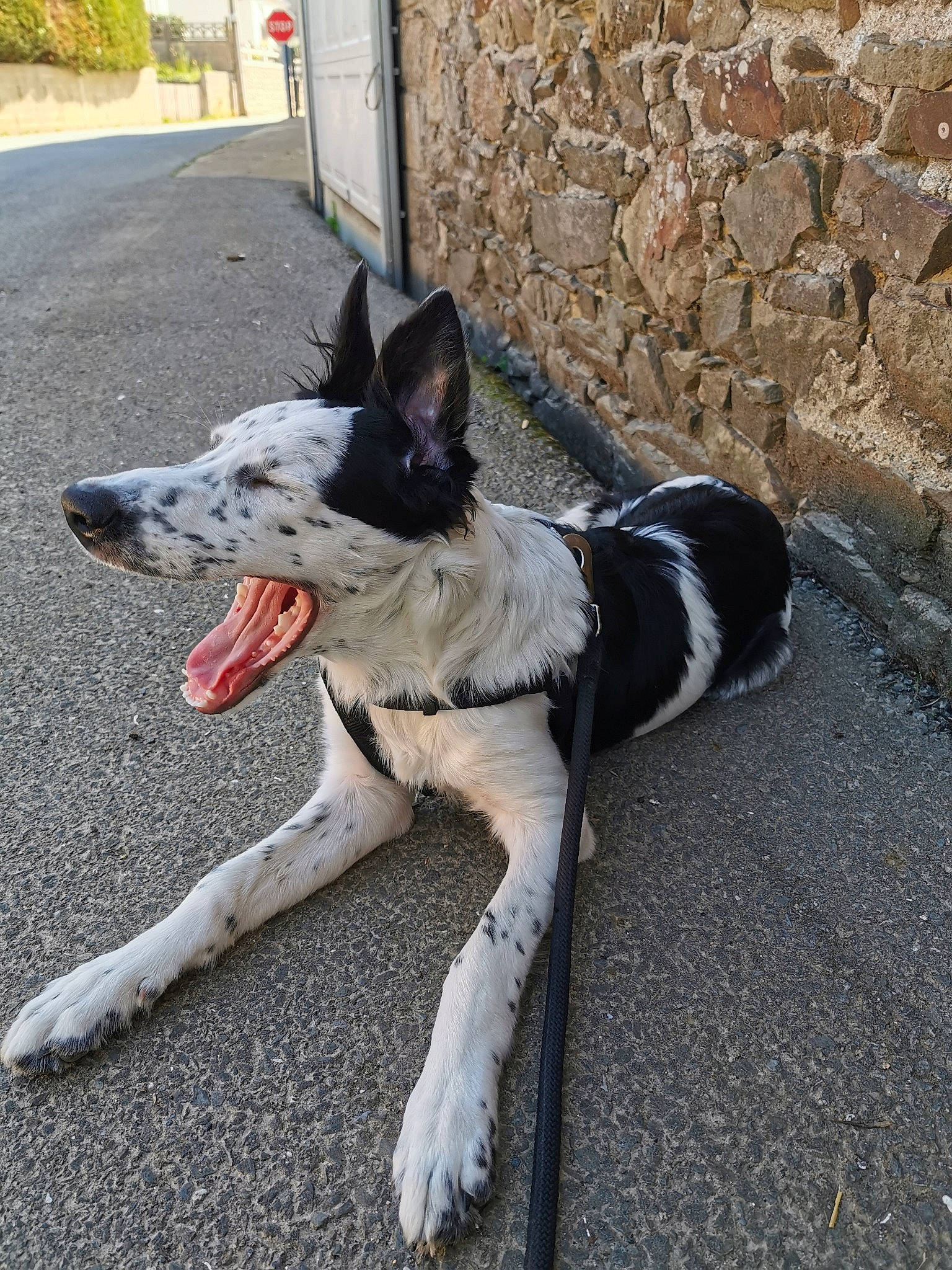 Pookie participe au concours pour gagner de l'argent avec cette photo : border_collie, canidae, carnivore, dog, dog_breed, koolie, mammal, rare_breed_dog, snout, vertebrate, working_dog