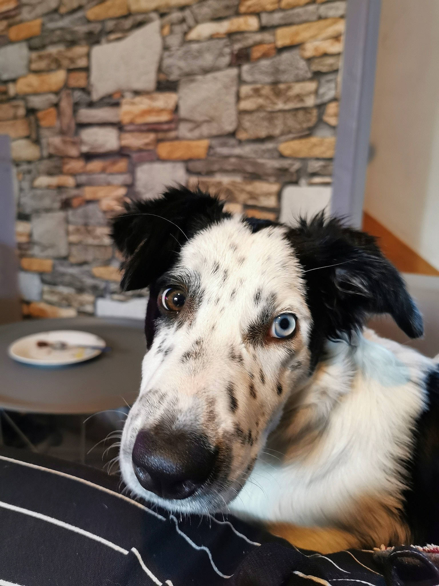 Pookie a rejoint le concours — aidez-le/la à gagner de superbes lots ! border_collie, canidae, carnivore, companion_dog, dog, dog_breed, mammal, rare_breed_dog, snout, sporting_group, vertebrate