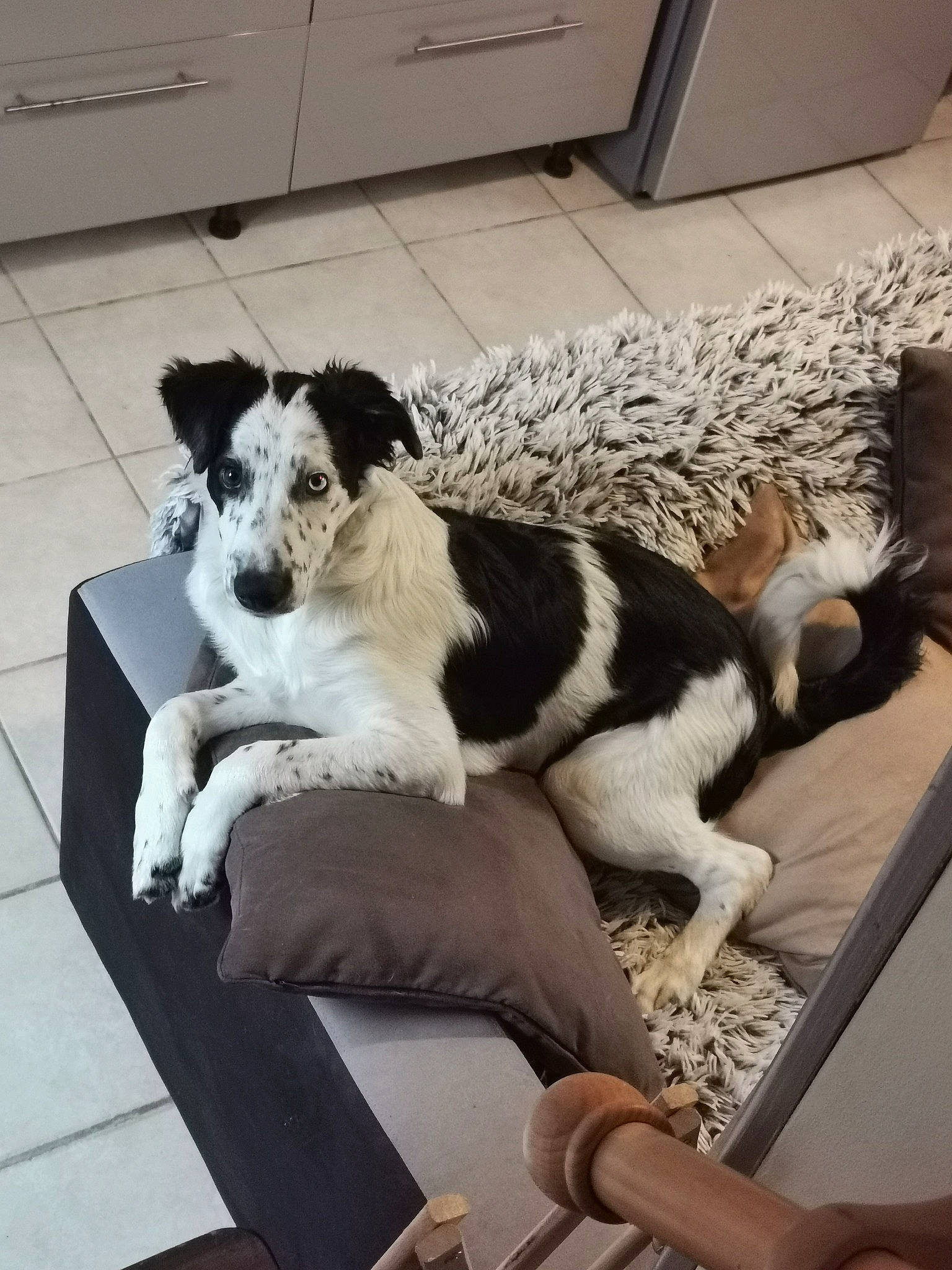 Pookie participe au concours pour gagner de l'argent avec cette photo : canidae, carnivore, companion_dog, dog, dog_breed, fox_terrier, fur, mammal, puppy, sporting_group, terrier, vertebrate