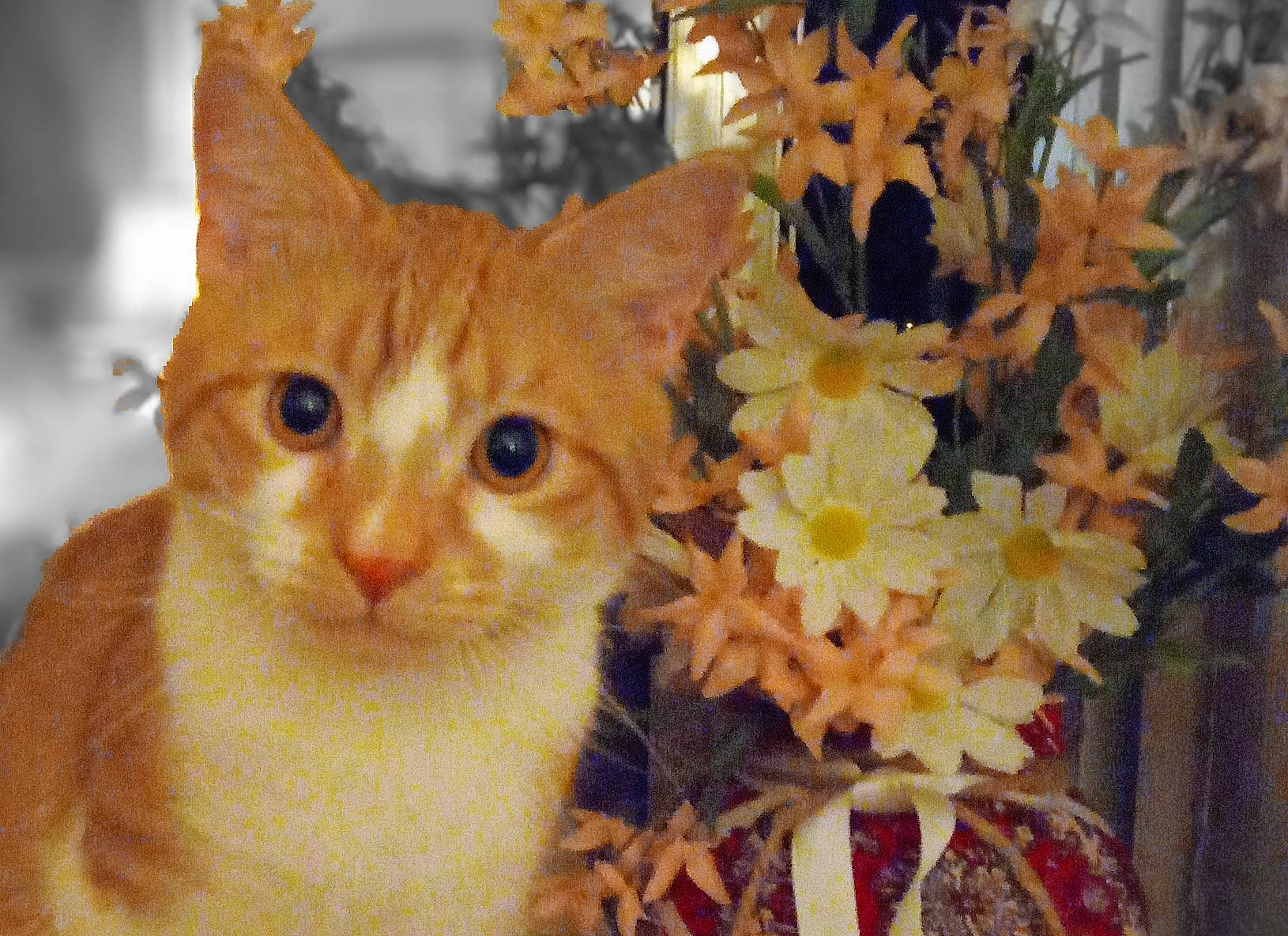 Bunny joined the competition — help win amazing prizes! carnivore, cat, christmas_eve, christmas_ornament, domestic_short_haired_cat, eye, fawn, felidae, flowerpot, fur, holiday, iris, plant, small_to_medium_sized_cats, snout, tail, tree, whiskers, window, wood