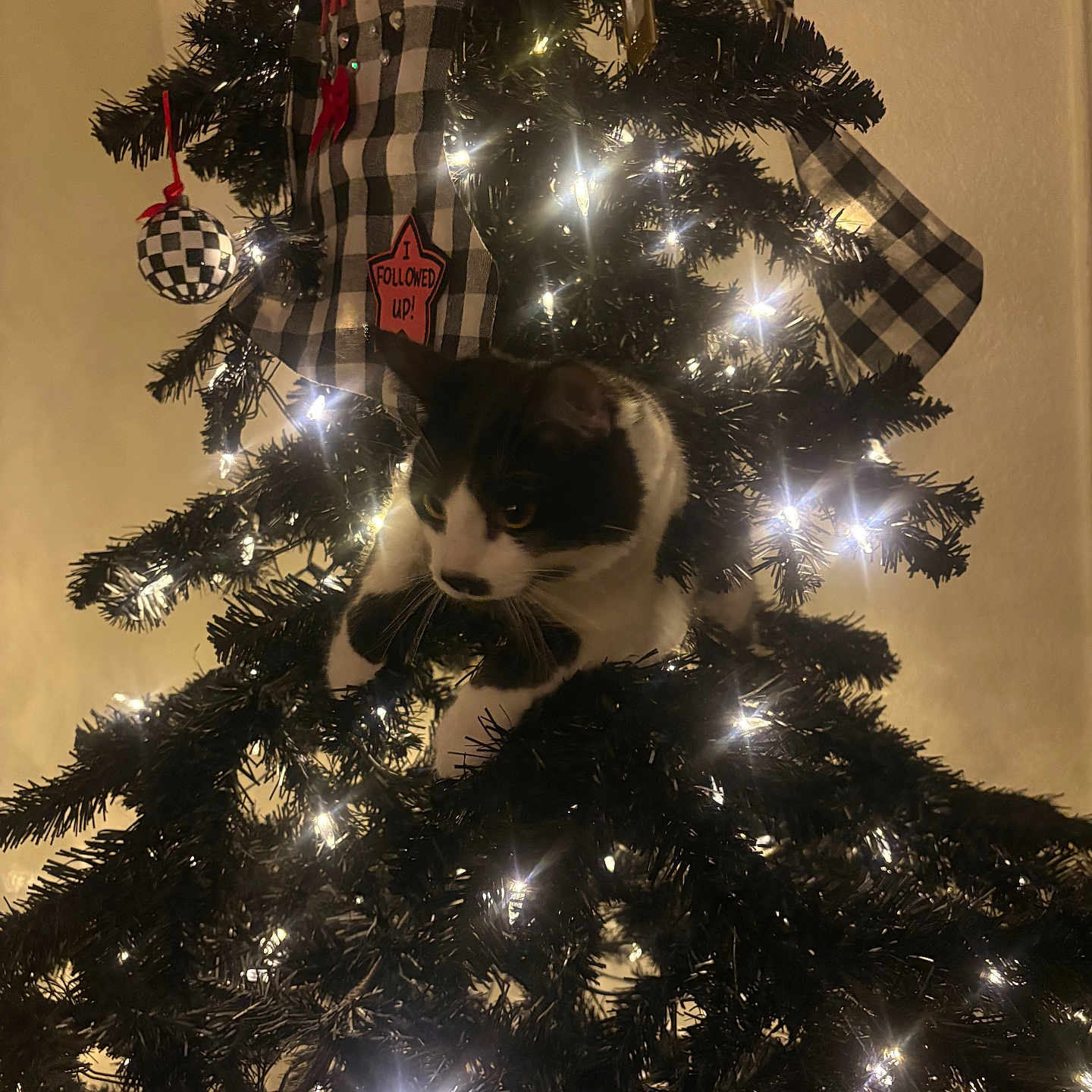 Oreo is registered to the contest to win money with this photo: animal, black_and_white, black_tree, branch, cat, checkered_pattern, christmas_tree, closeup, curious, decorations, feline, festive, holiday, indoor, lights, night, no_humans, ornament, pet, warm_light