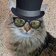 Winston is registered to the contest to win money with this photo: cat, fluffy, pet, animal, top_hat, glasses, carpet, indoor, cute, feline, portrait, whiskers, funny, digital_accessory, close_up, face, eyes, nose, fur, domestic_animal