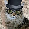cat, fluffy, pet, animal, top_hat, glasses, carpet, indoor, cute, feline, portrait, whiskers, funny, digital_accessory, close_up, face, eyes, nose, fur, domestic_animal