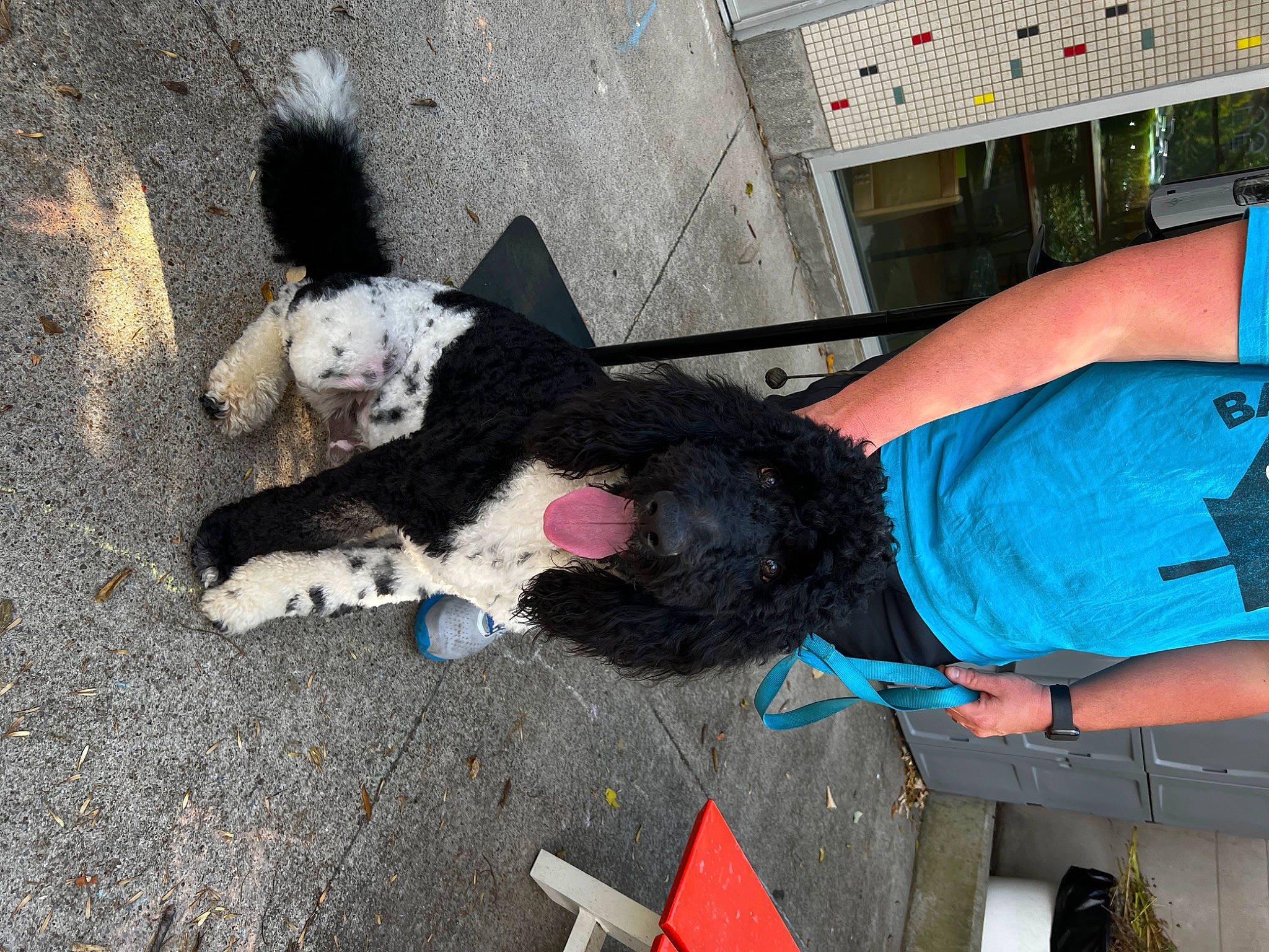 Banjo is registered to the contest to win money with this photo: art, asphalt, companion_dog, concrete, dog_breed, electric_blue, foot, fun, fur, human_leg, paw, road_surface, shadow, sidewalk, tail, thigh, toy, wrist