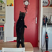 Antharès participe au concours pour gagner de l'argent avec cette photo : black_cat, cat, standing_cat, table, chair, red_door, kitchen, vacuum_cleaner, bookshelf, decorations, wall_art, cup, countertop, floor, door_handle, white_wall, curious_cat, domestic_animal, indoor, furniture
