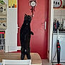 black_cat, cat, standing_cat, table, chair, red_door, kitchen, vacuum_cleaner, bookshelf, decorations, wall_art, cup, countertop, floor, door_handle, white_wall, curious_cat, domestic_animal, indoor, furniture