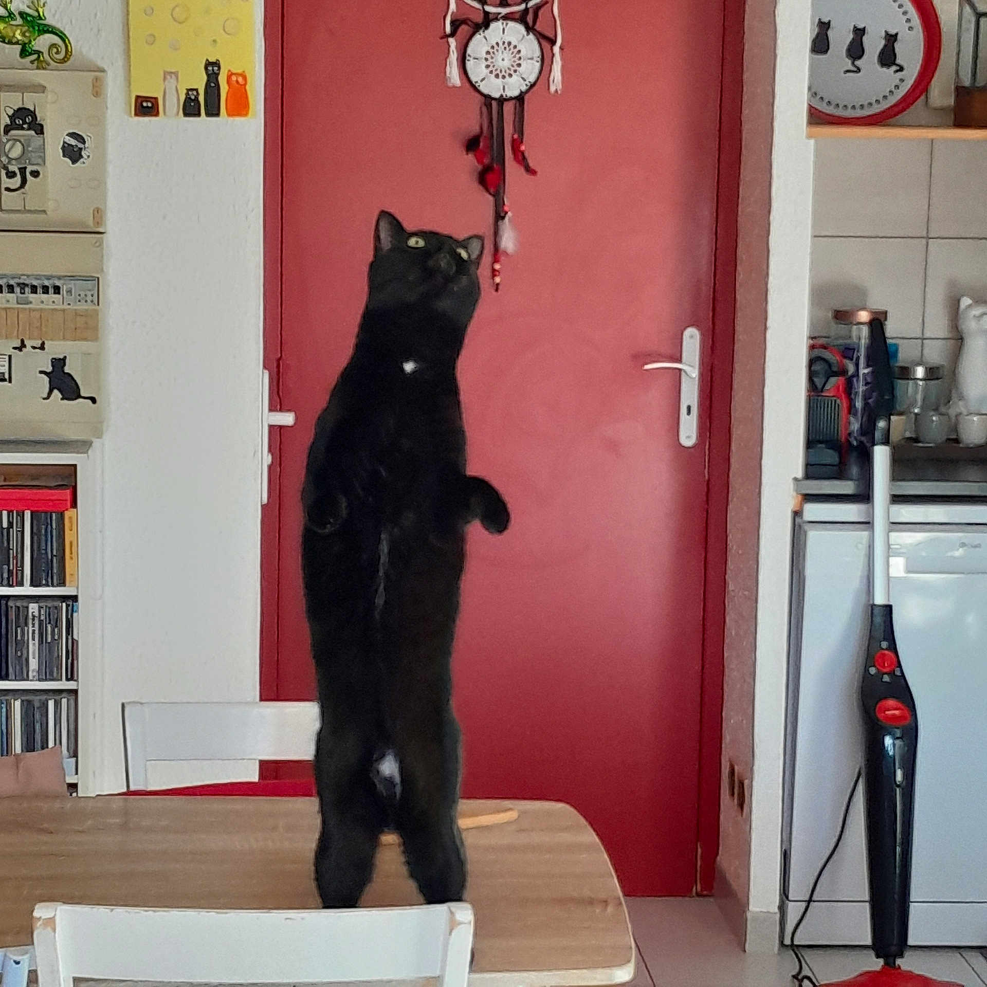 Antharès participe au concours pour gagner de l'argent avec cette photo : black_cat, cat, standing_cat, table, chair, red_door, kitchen, vacuum_cleaner, bookshelf, decorations, wall_art, cup, countertop, floor, door_handle, white_wall, curious_cat, domestic_animal, indoor, furniture