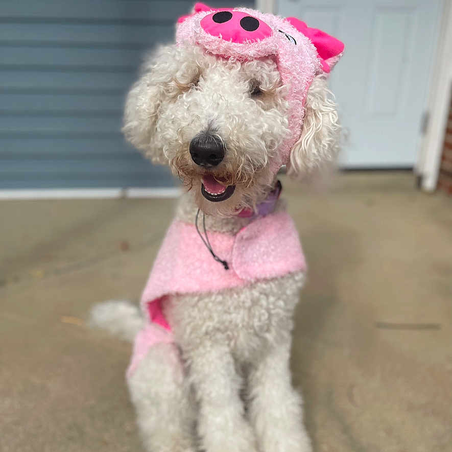 Nala joined the competition — help win amazing prizes! animal, canine, costume, curly_fur, cute, dog, domestic_animal, fluffy, front_yard, fun, happy, outdoor, pet, pig_hat, pink_costume, playful, porch, sitting, smiling, white_dog