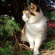 Bichette a rejoint le concours — aidez-le/la à gagner de superbes lots ! cat, blue_eyes, fur, animal, outdoor, greenery, pine_branches, nature, sunlight, tree, wildlife, pet, mammal, whiskers, curious, closeup, portrait, sitting, branch, daylight