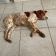 Popo participe au concours pour gagner de l'argent avec cette photo : dog, sleeping, floor, tile, indoor, resting, brown, white, speckled, fur, paw, relaxed, canine, pet, collar, quiet, calm, laying_down, home, domestic
